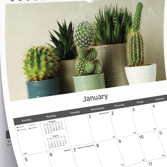 Blueline 12-Month Wall Calendar, Succulent Plants Photography, 12 x 17, White/Multicolor Sheets, 12-Month (Jan to Dec): 2025 (C173121)