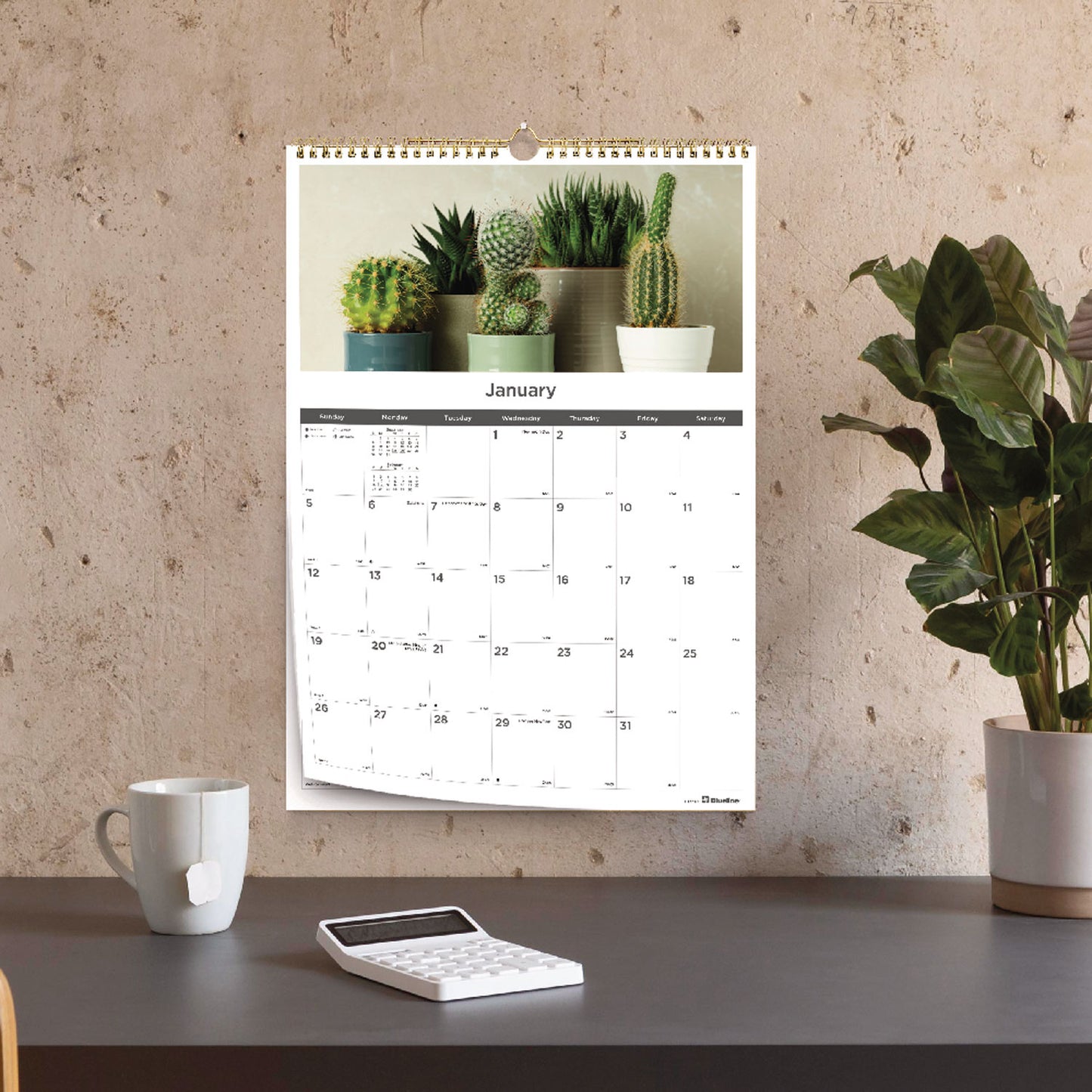 Blueline 12-Month Wall Calendar, Succulent Plants Photography, 12 x 17, White/Multicolor Sheets, 12-Month (Jan to Dec): 2025 (C173121)