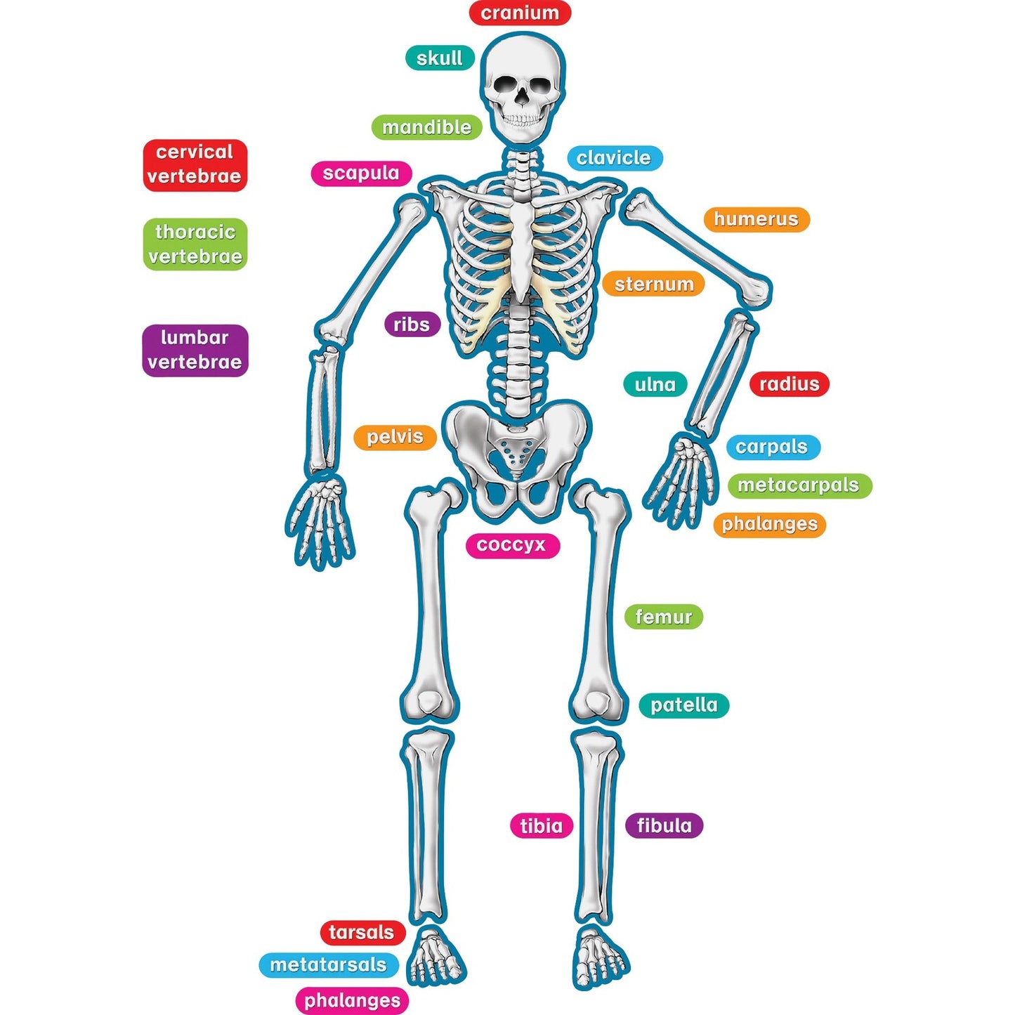 Teacher Created Resources Human Skeleton Accents (77241)