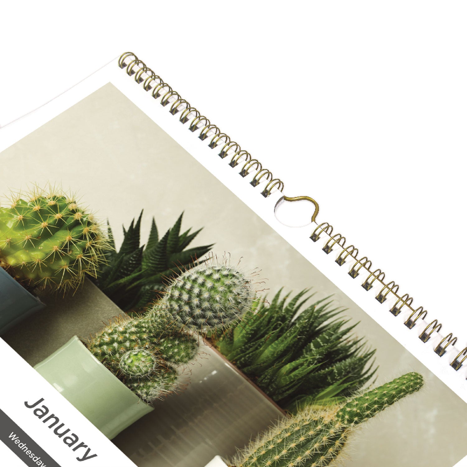 Blueline 12-Month Wall Calendar, Succulent Plants Photography, 12 x 17, White/Multicolor Sheets, 12-Month (Jan to Dec): 2025 (C173121)