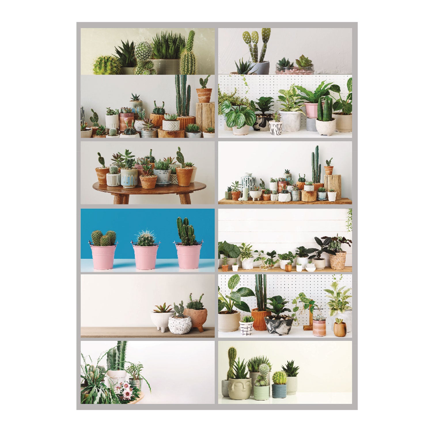 Blueline 12-Month Wall Calendar, Succulent Plants Photography, 12 x 17, White/Multicolor Sheets, 12-Month (Jan to Dec): 2025 (C173121)