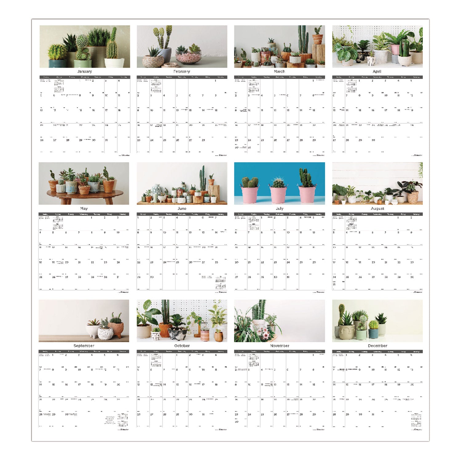 Blueline 12-Month Wall Calendar, Succulent Plants Photography, 12 x 17, White/Multicolor Sheets, 12-Month (Jan to Dec): 2025 (C173121)