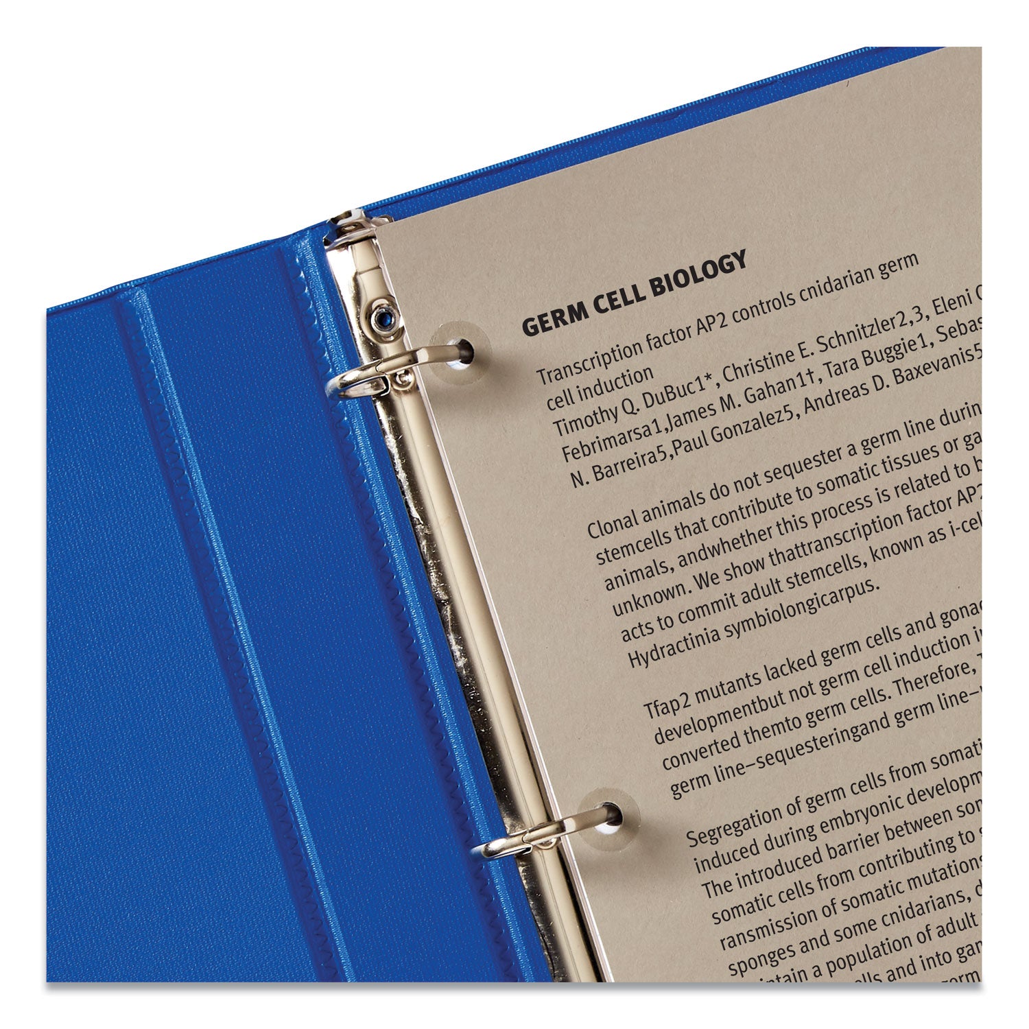 Avery Dispenser Pack Hole Reinforcements, 0.25" Dia, Clear, 200/Pack, (5721) (05721)